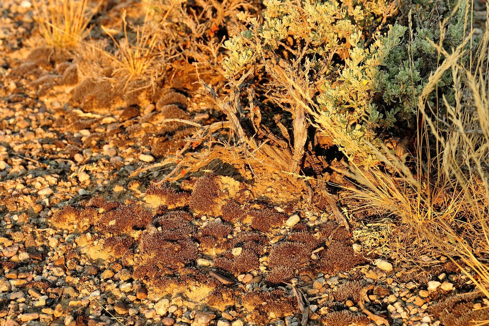 Gravel and dry sage seen up close