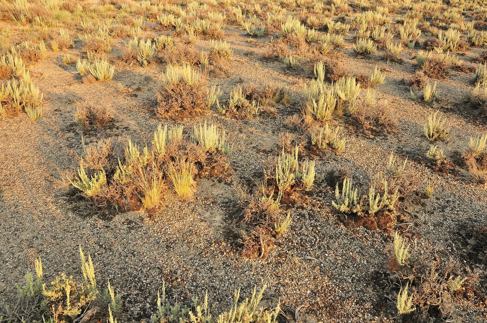 Sagebrush and dust on the high desert floor